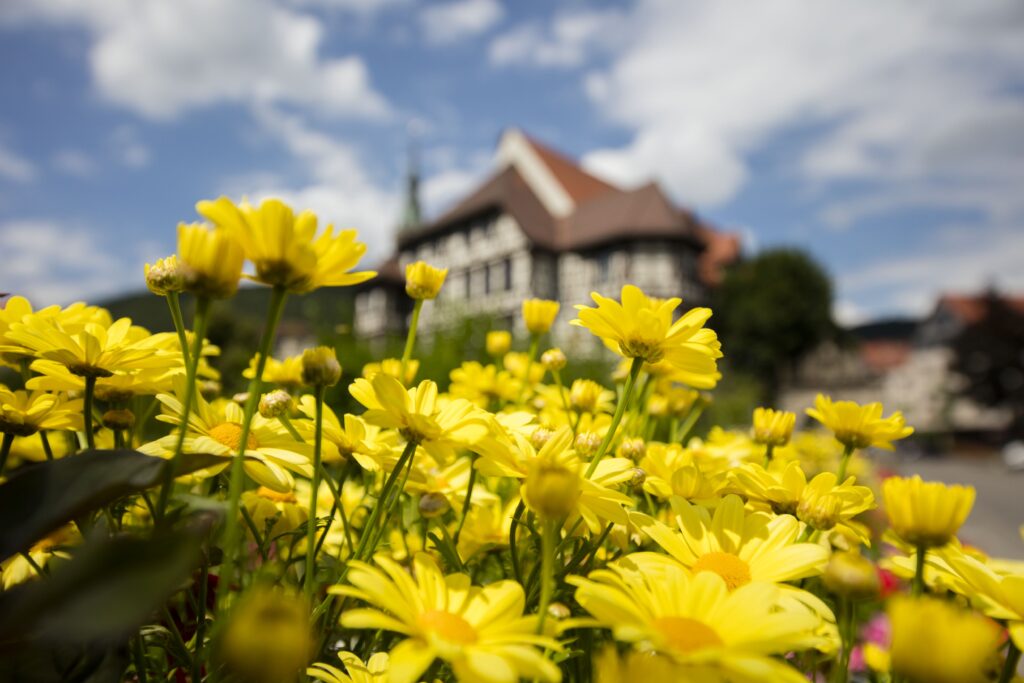Gartenschau_Bad_Urach_Gelbe Blumen