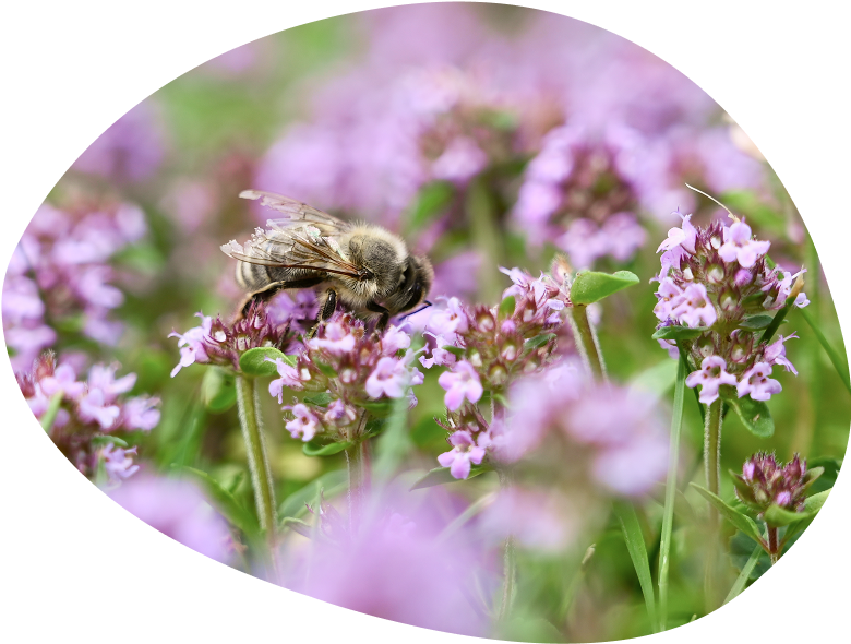 gartenschau-bad-urach-2027-blueten-stauden-bienen-natur