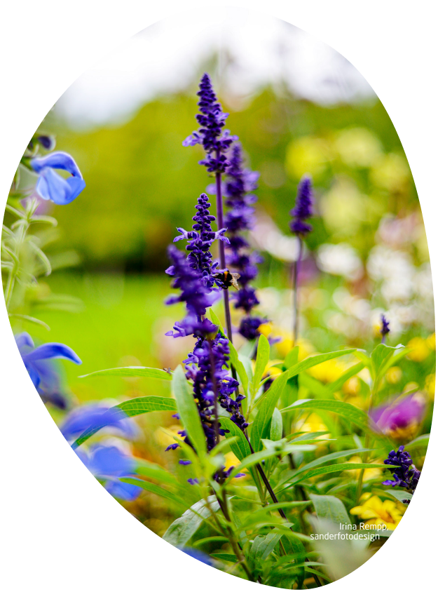 gartenschau-bad-urach-2027-blumenmeer-garten-erlebnis-stadt4