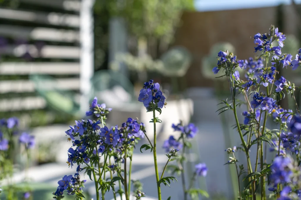 gartenschau-bad-urach-2027-blumen-garten-artismedia-Olaf-kuehl-2019-125630-_OLE2132