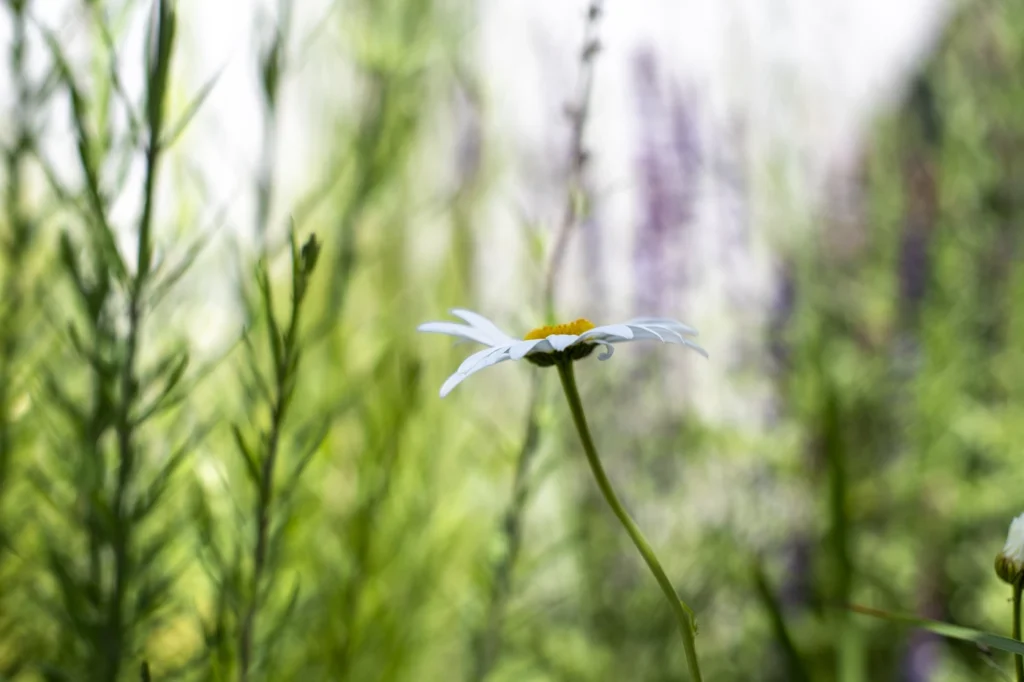 gartenschau-bad-urach-2027-blumen-garten-artismedia-Olaf-kuehl-2019-125639-_OLE3537