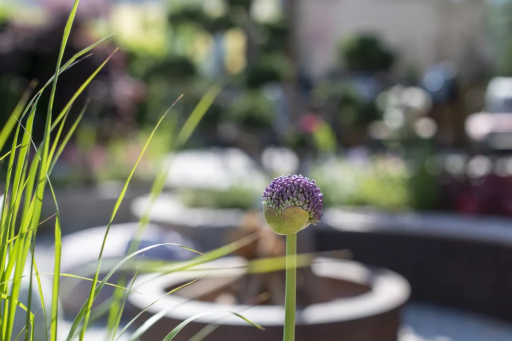 gartenschau-bad-urach-2027-blumen-garten-artismedia-Olaf-kuehl-2019-125641-_OLE2748