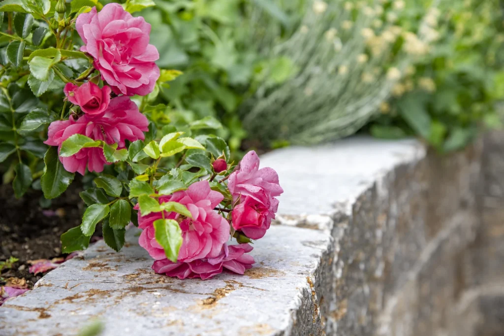 gartenschau-bad-urach-2027-blumen-garten-artismedia-Olaf-kuehl-2020-125808-_OLE1983