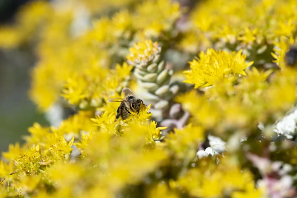 gartenschau-bad-urach-2027-blumen-garten-artismedia-Olaf-kuehl-2020-125823-_OLE1518