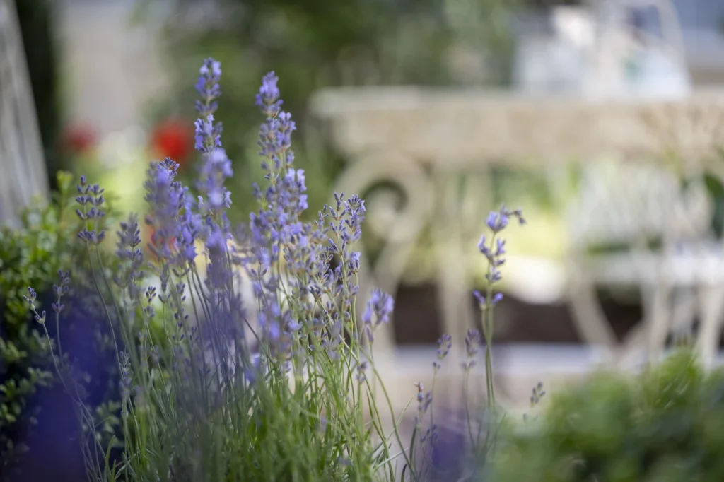 gartenschau-bad-urach-2027-blumen-garten-artismedia-Olaf-kuehl-2021-125723-OLE_4773