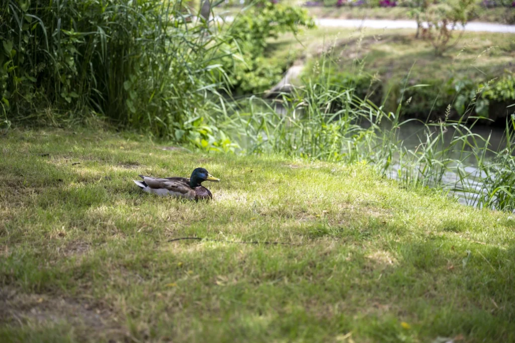 gartenschau-bad-urach-2027-blumen-garten-artismedia-Olaf-kuehl-2021-125745-OLE_1809
