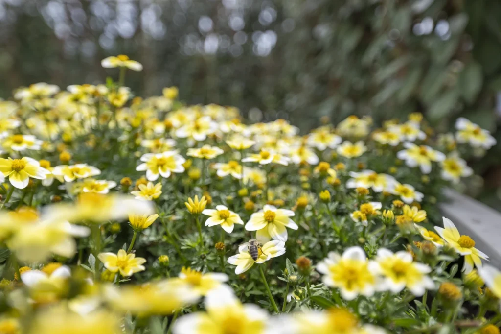 gartenschau-bad-urach-2027-blumen-garten-artismedia-Olaf-kuehl-2021-125747-OLE_1772