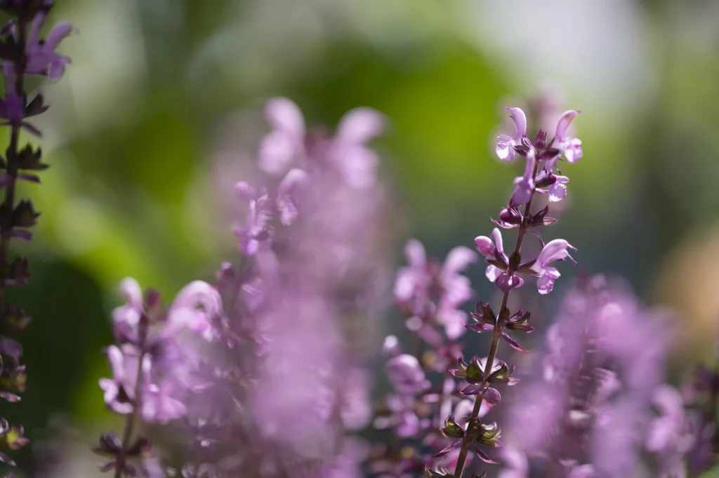 gartenschau-bad-urach-2027-blumen-garten-artismedia-Olaf-kuehl-2021-125756-OLE_4858