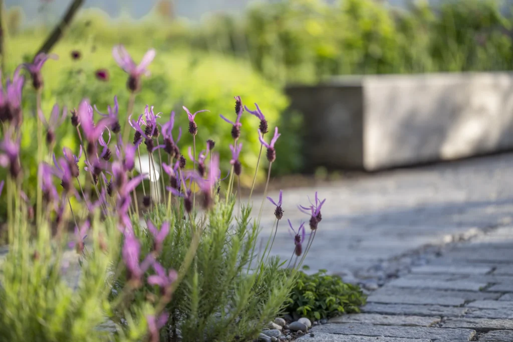 gartenschau-bad-urach-2027-blumen-garten-artismedia-Olaf-kuehl-2022-125446-OLE_9658