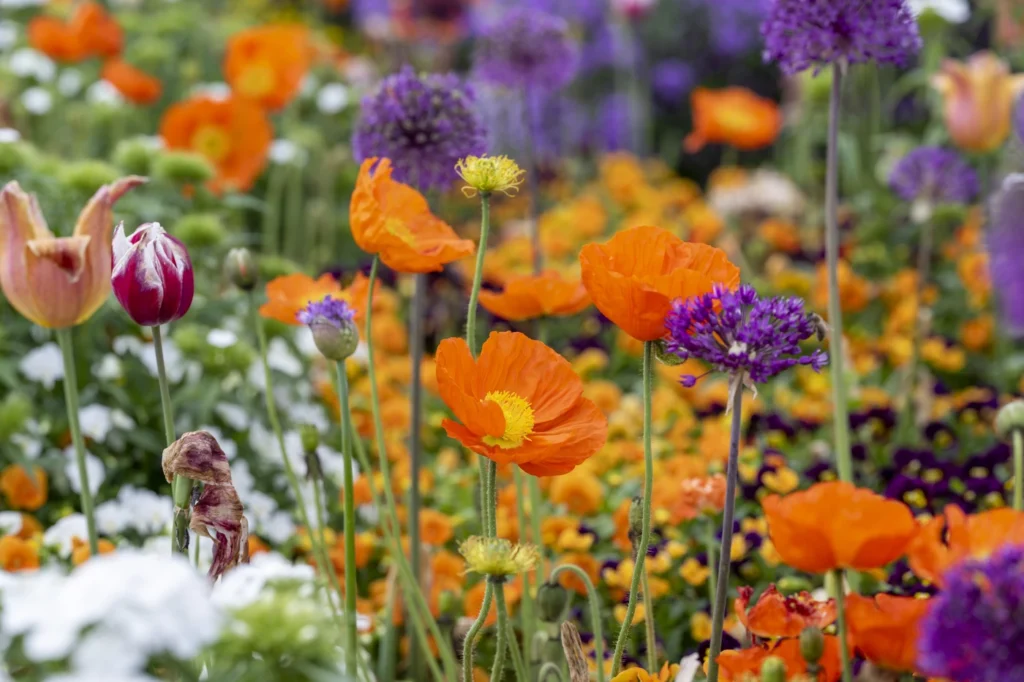 gartenschau-bad-urach-2027-blumen-garten-artismedia-Olaf-kuehl-2022-125451-OLE_8532