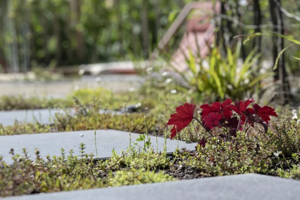 gartenschau-bad-urach-2027-blumen-garten-artismedia-Olaf-kuehl-2023-125623-OLE_3577