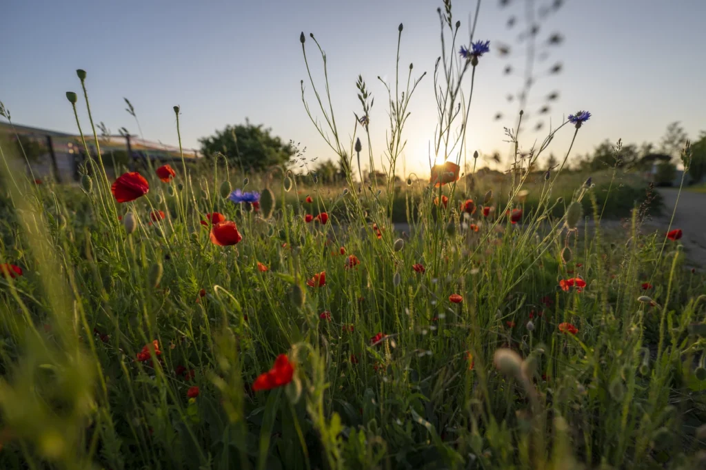 gartenschau-bad-urach-2027-blumen-garten-artismedia-Olaf-kuehl-2023-125627-OLE_1853