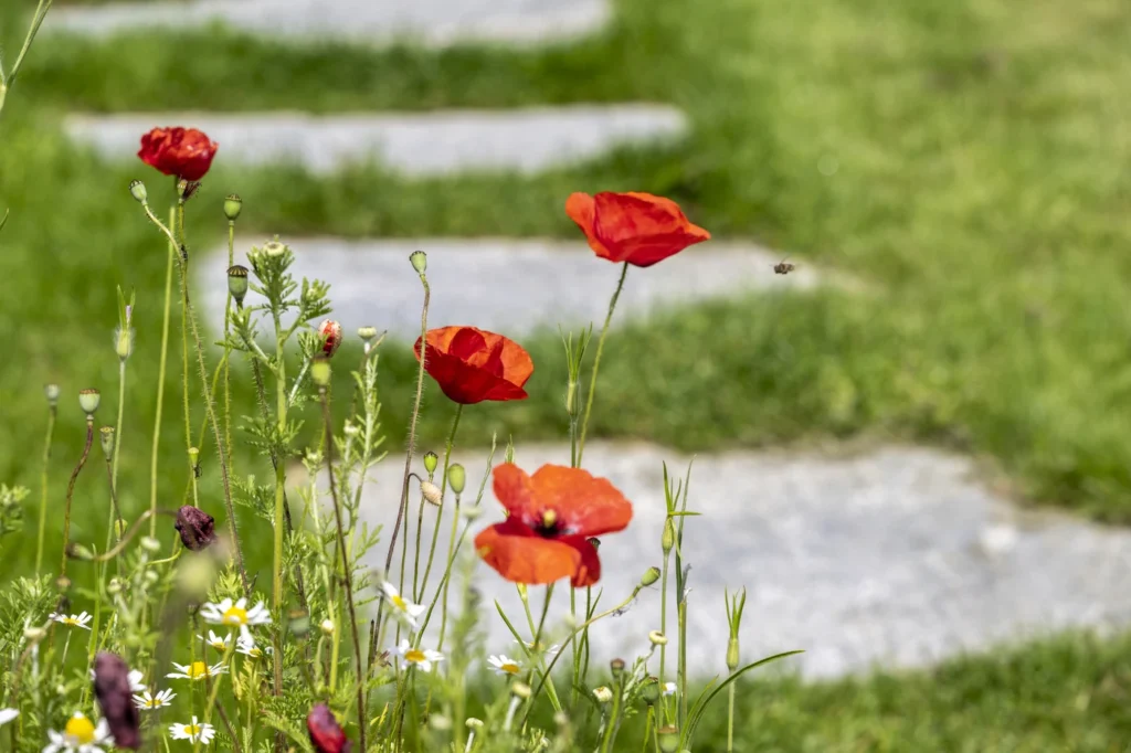 gartenschau-bad-urach-2027-blumen-garten-artismedia-Olaf-kuehl-2024-125540-OLE_9408