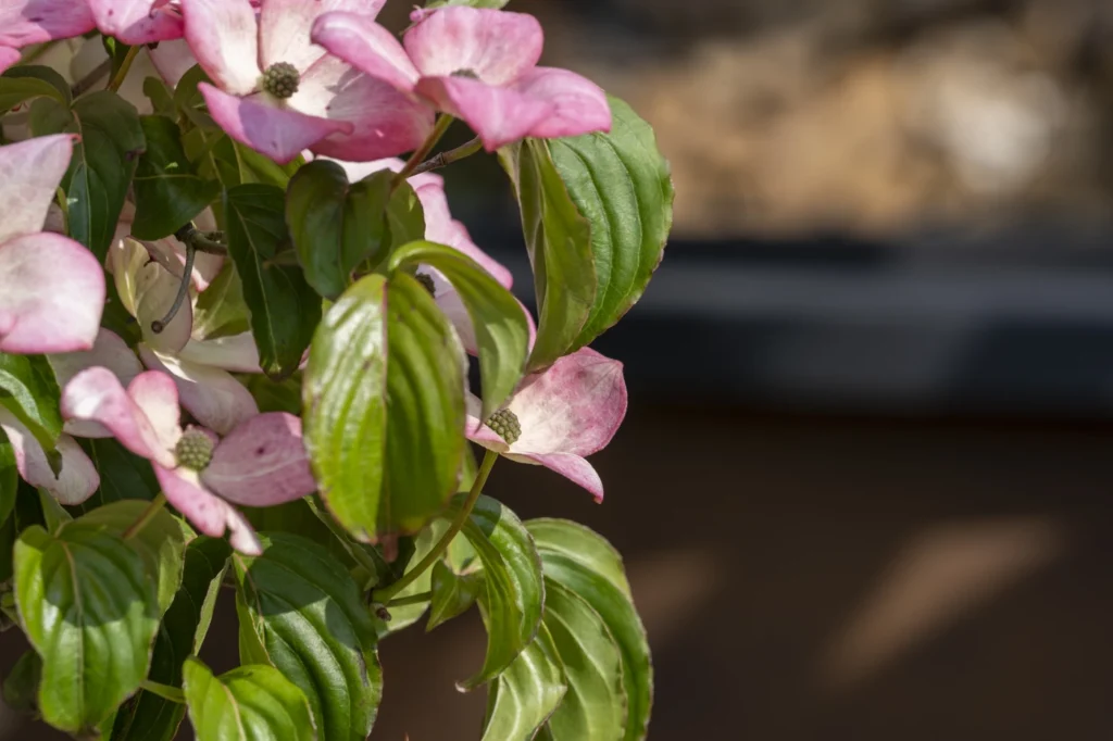 gartenschau-bad-urach-2027-blumen-garten-artismedia-Olaf-kuehl-2025-125514-OLE_7424