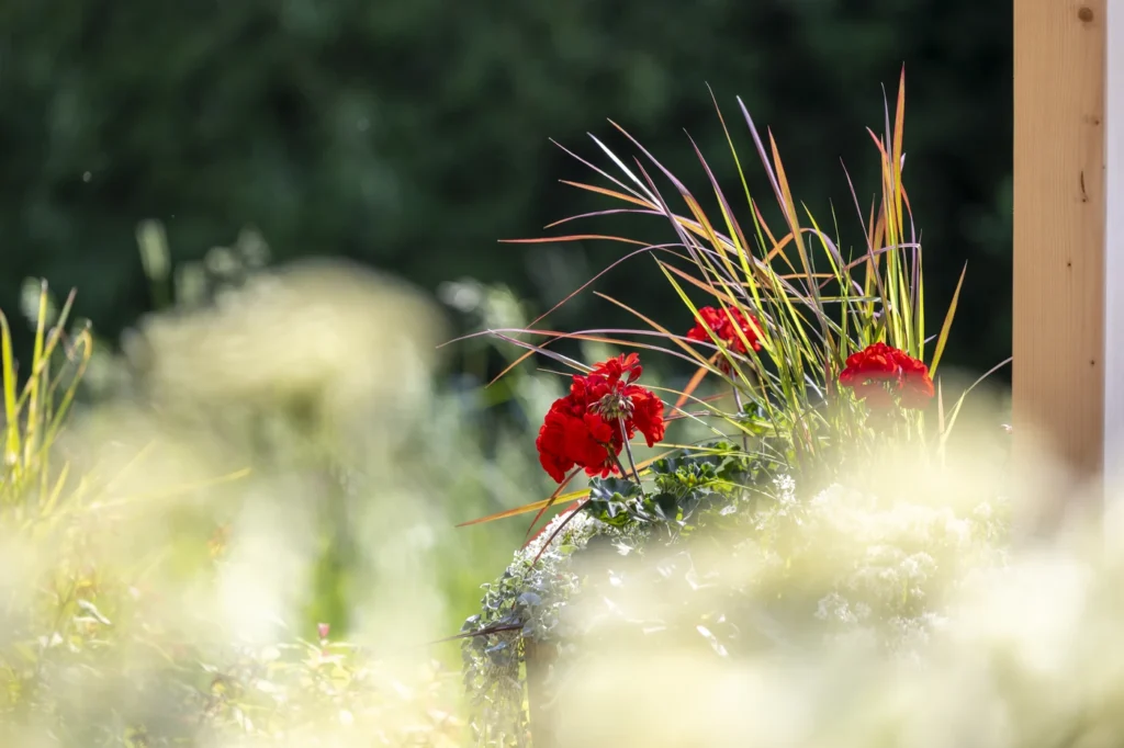 gartenschau-bad-urach-2027-blumen-garten-artismedia-Olaf-kuehl-2025-125528-OLE_7261