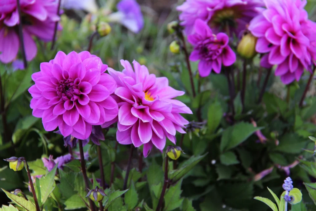 gartenschau-bad-urach-2027-blumen-gelaende-garten-164724-IMG_8043