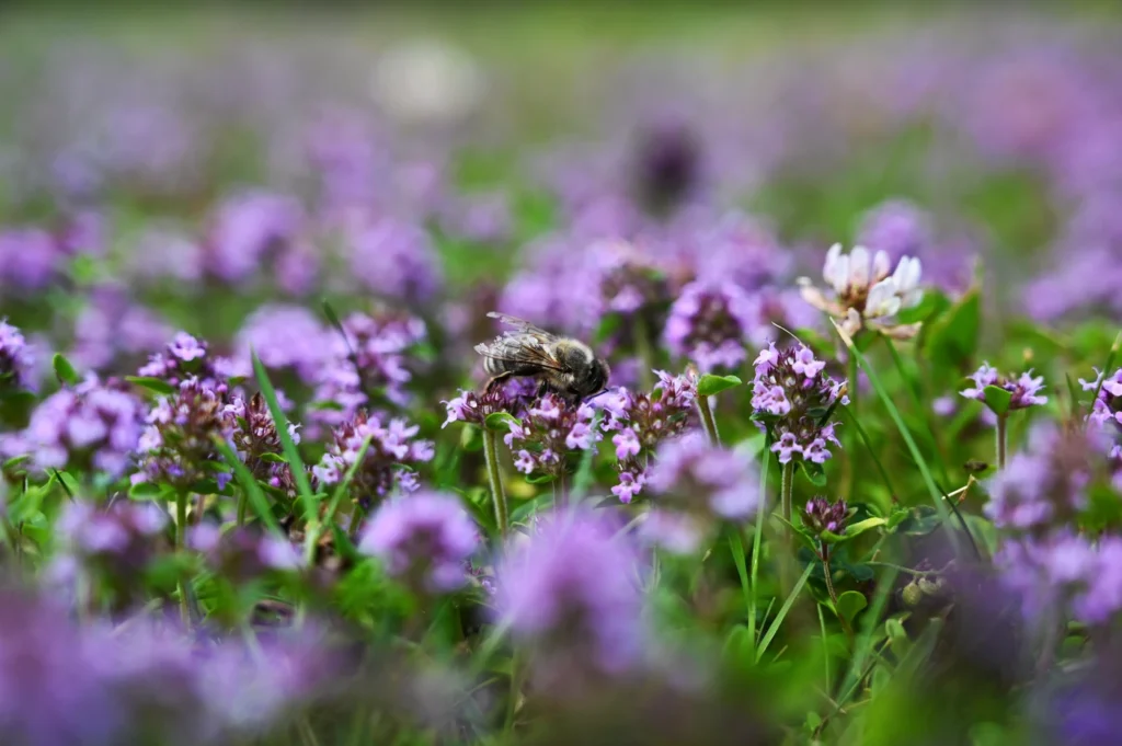 gartenschau-bad-urach-2027-blumen-gelaende-garten-natur-vielfalt-achim-mende-164849-DSC_2236