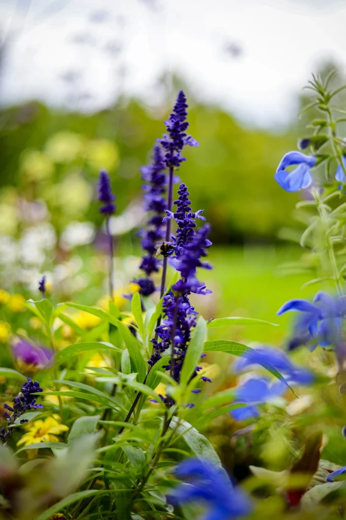 gartenschau-bad-urach-2027-blumen-natur-vielfalt-gelaende-garten-irina-rempp-164919-Bad-Urach-Kurpark-sanderfotodesign-6197