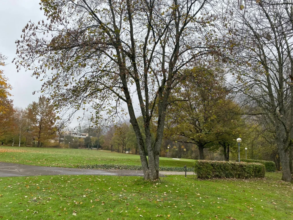 Fäll- und Rodungsarbeiten kranker Bäume